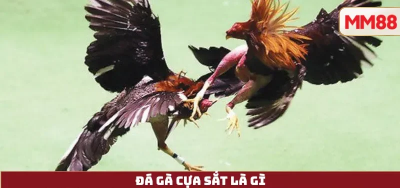 Đá Gà Cựa Sắt Là Gì